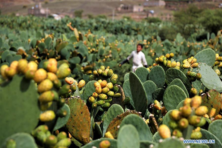 featurepricklypearfruitinyemenprovideslivelihoodsdespitewar