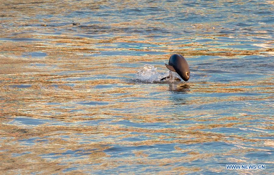finless porpoises seen in yangtze river in yichang, hubei