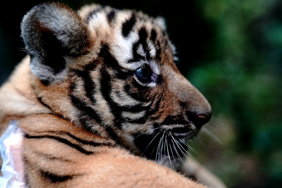 in pics: south china tiger cubs at shanghai zoo