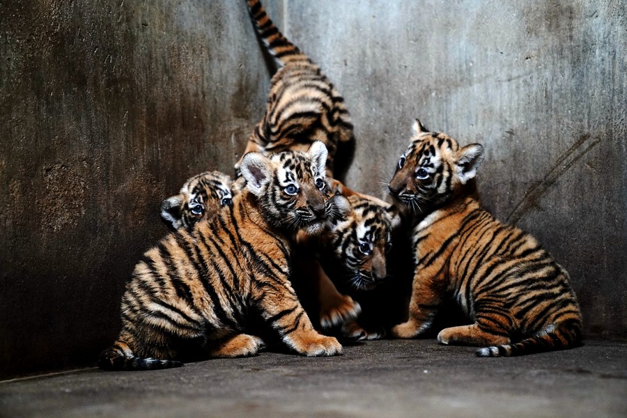 in pics: south china tiger cubs at shanghai zoo