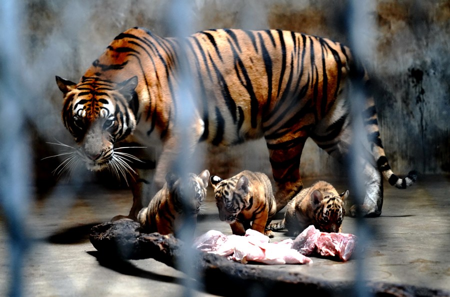 in pics: south china tiger cubs at shanghai zoo