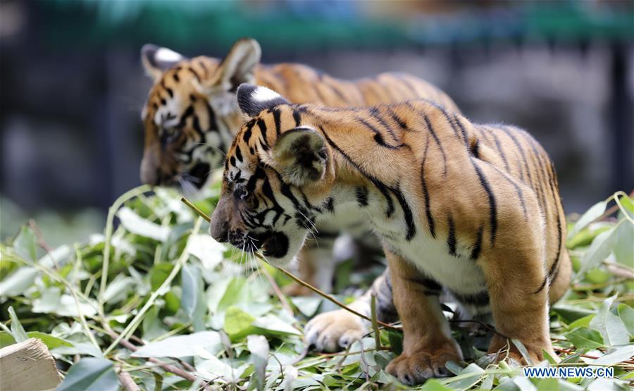 100-day birthday celebrated for twin cubs of south china tiger