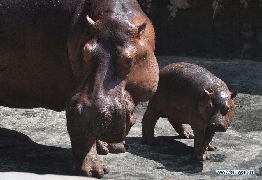 hippopotamus pictured with 19-day-old cub in indias botanical