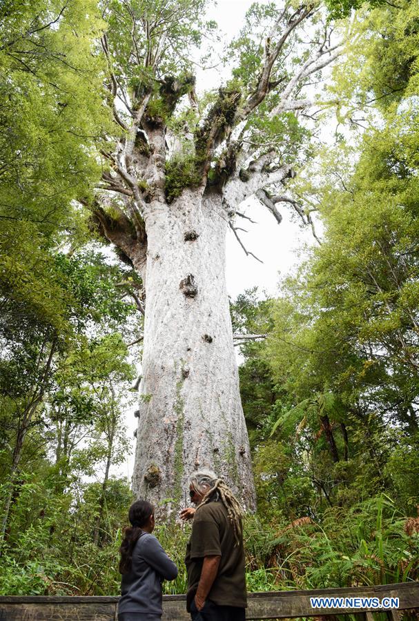 up the largest remaining tract of native forest in northland