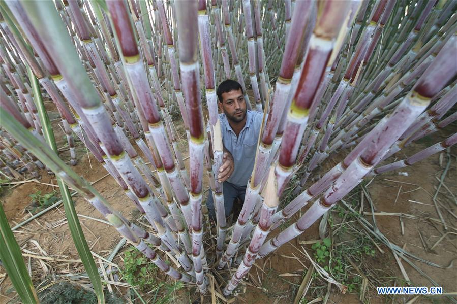 palestinian farmer checks growth of sugar canes at his farm -