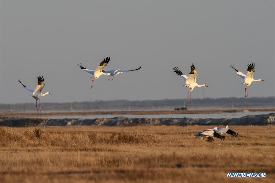 inpicswhitecranesinmomogenationalnaturereserveinnechina
