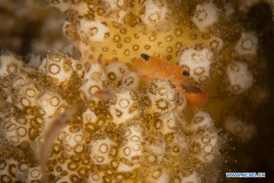 diversified marine creatures seen in bali, indonesia - xinhua