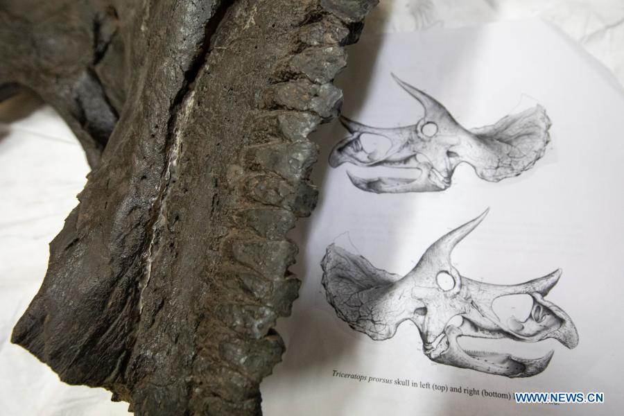 Australian museum to attain one of world's most intact dinosaur fossils - Xinhua | English.news.cn
