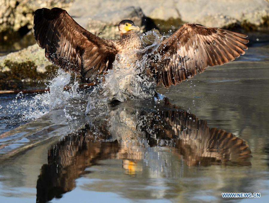 great cormorants forage in shoals in jahra governorate, kuwait