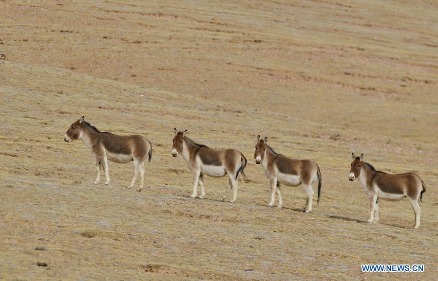 in pics: tibetan antelopes on tibetan plateau