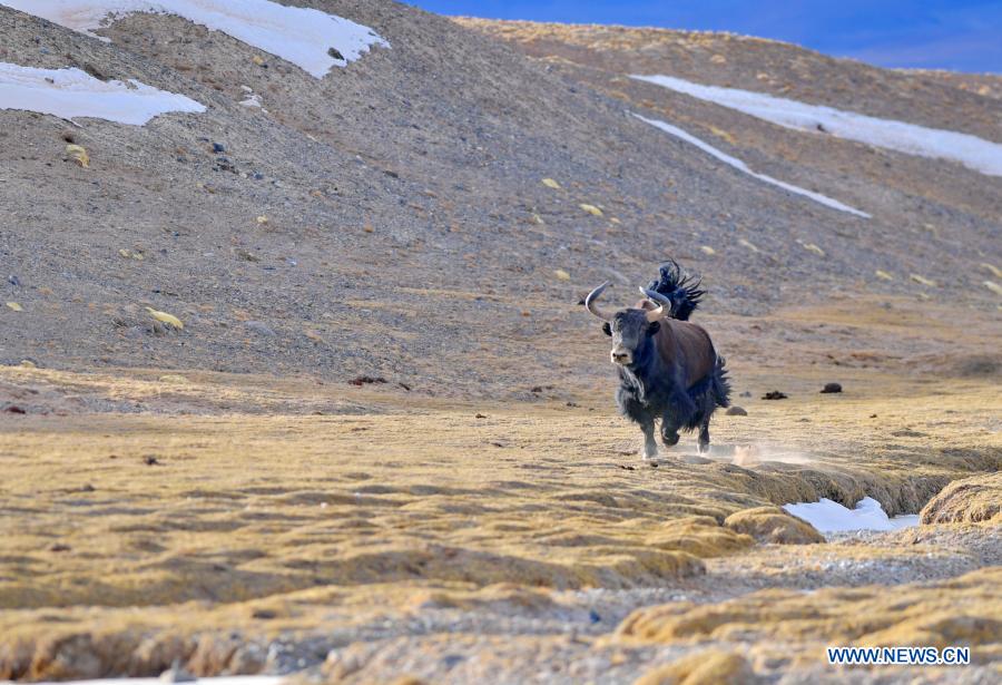 in pics: tibetan antelopes on tibetan plateau
