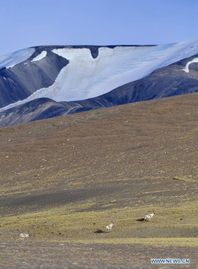 in pics: tibetan antelopes on tibetan plateau