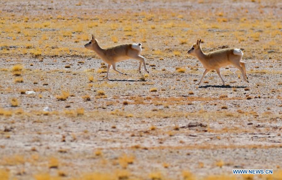 in pics: tibetan antelopes on tibetan plateau