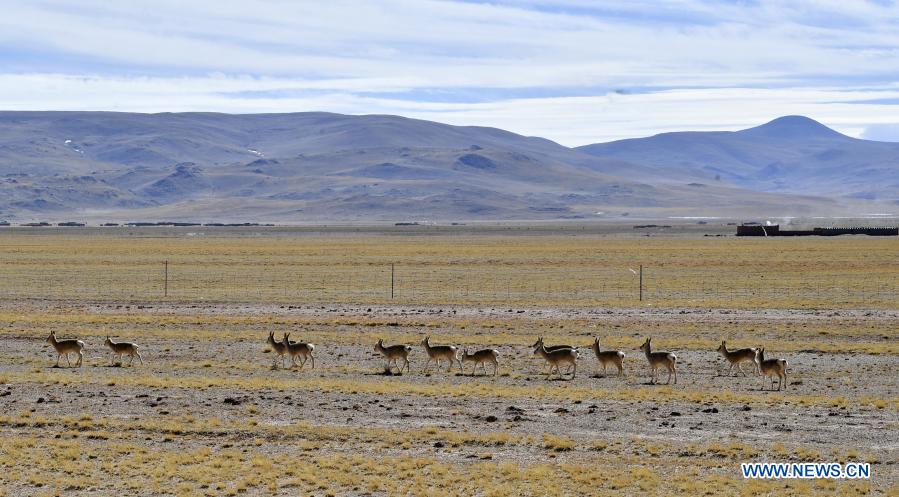 in pics: tibetan antelopes on tibetan plateau
