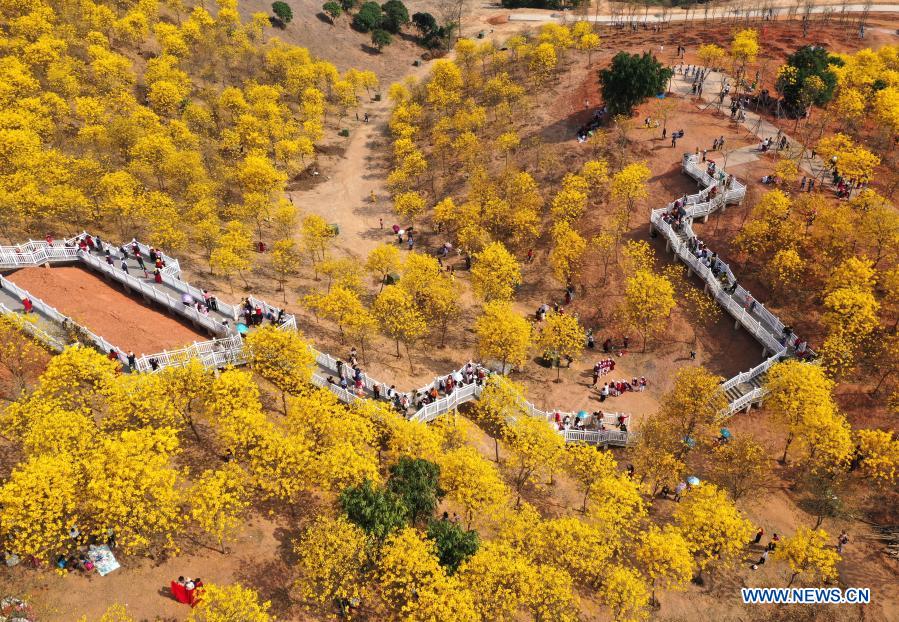 view of tabebuia chrysantha blossoms at qingxiu mo