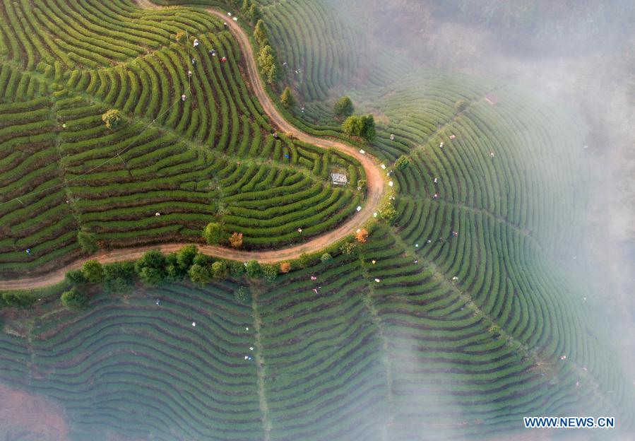 sceneryofteagardeninhunan