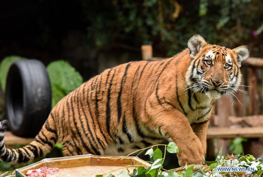 twinbrothersofsouthchinatigerseenatchimelongsafariparkin