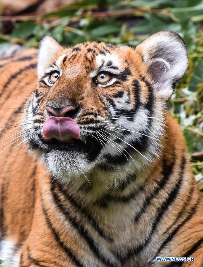 twin brothers of south china tiger seen at chimelong safari park