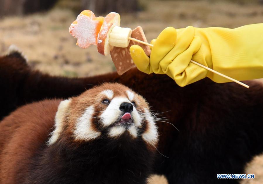 animals enjoy special food for lantern festival in jinan zoo