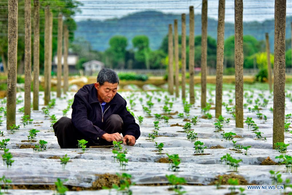 a villager grows seedlings in a field in mafu village of jian
