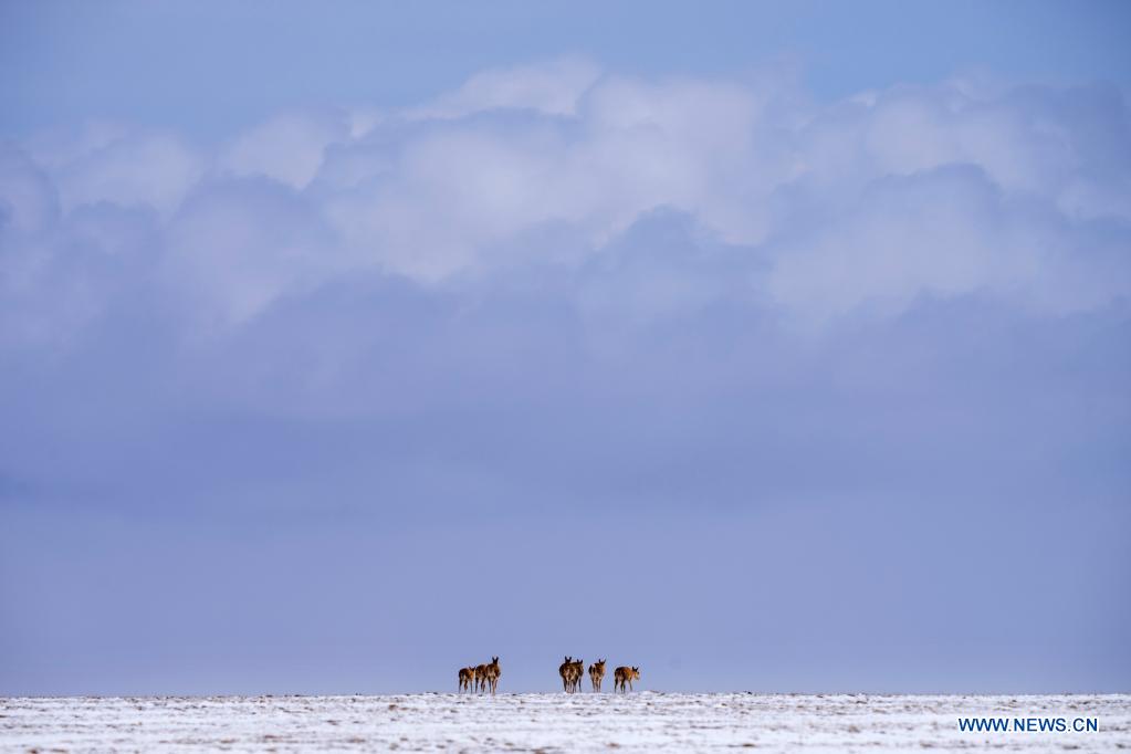 tibetan antelopes travel towards zonag lake in hoh xil national