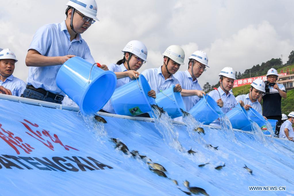 release fry into water at datengxia gorge water conservancy