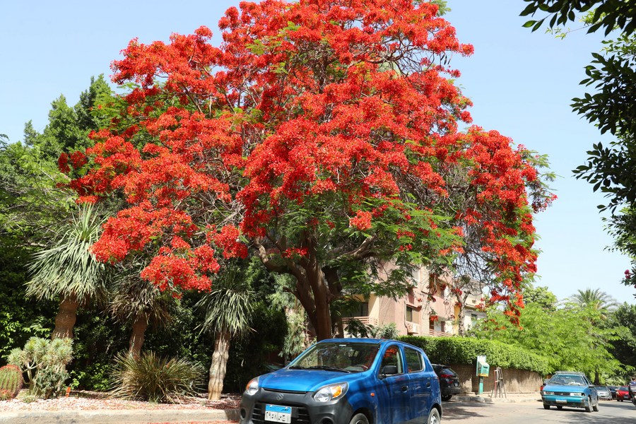 mideast in pictures: flame tree flowers blooming in cairo