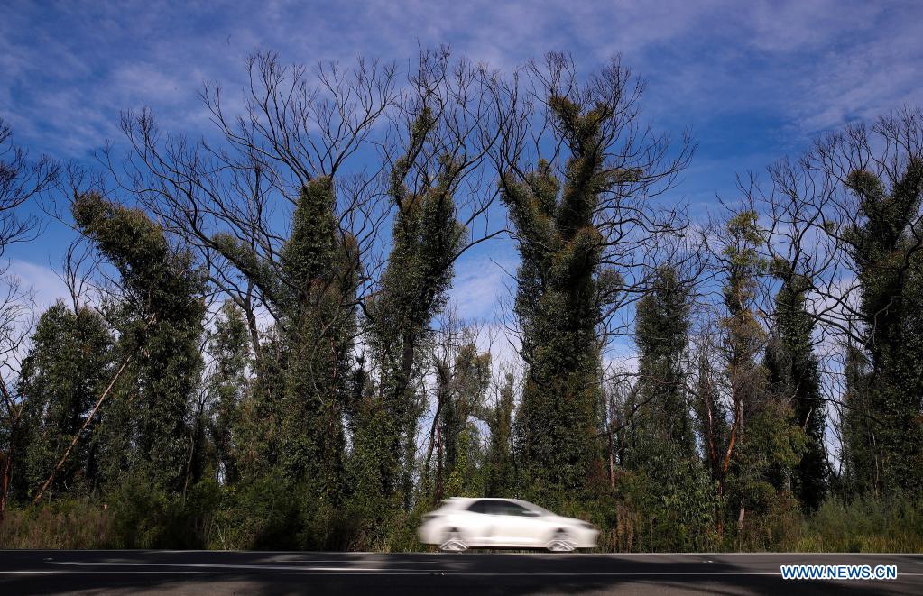 in pics: regenerating bushes in wake of wildfires at blue