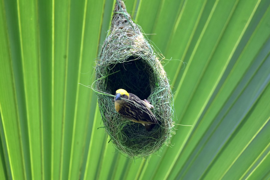 asia album: natures talented architect -- baya weaver bird