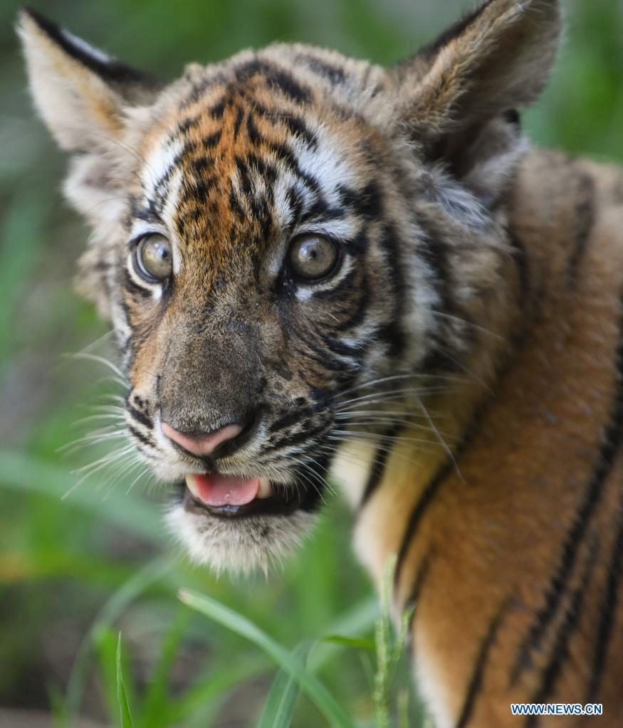 cub of south china tiger seen at research base in guangdong