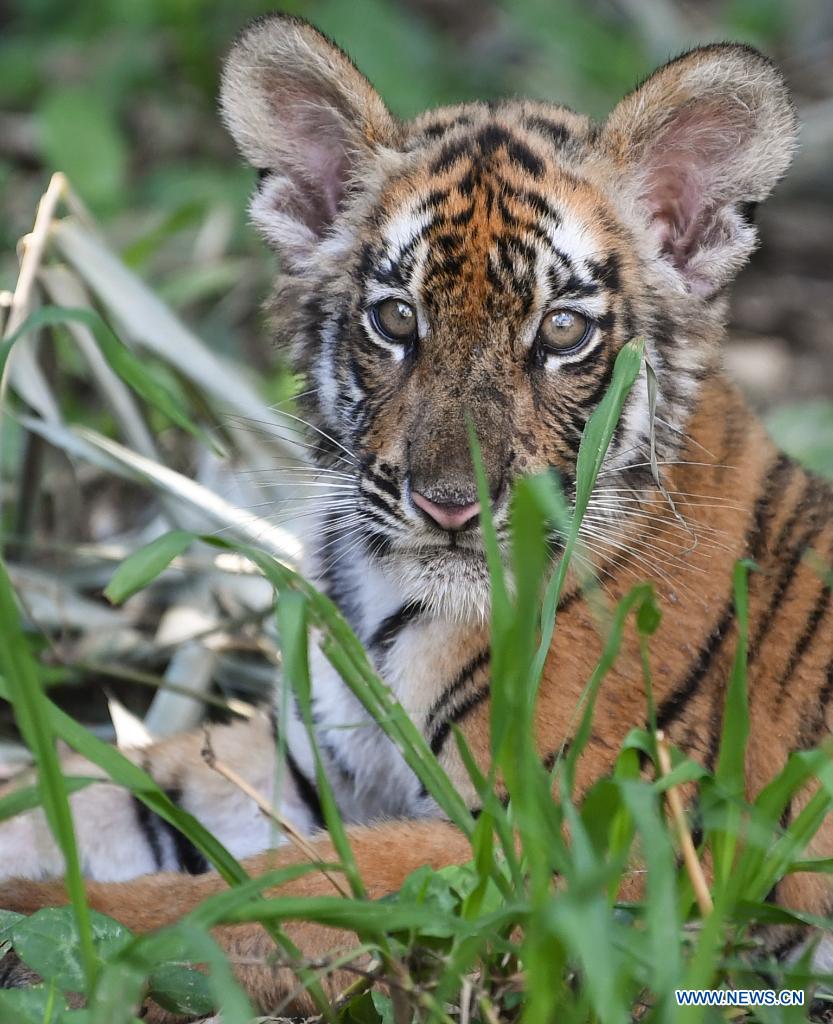 cubofsouthchinatigerseenatresearchbaseinguangdong