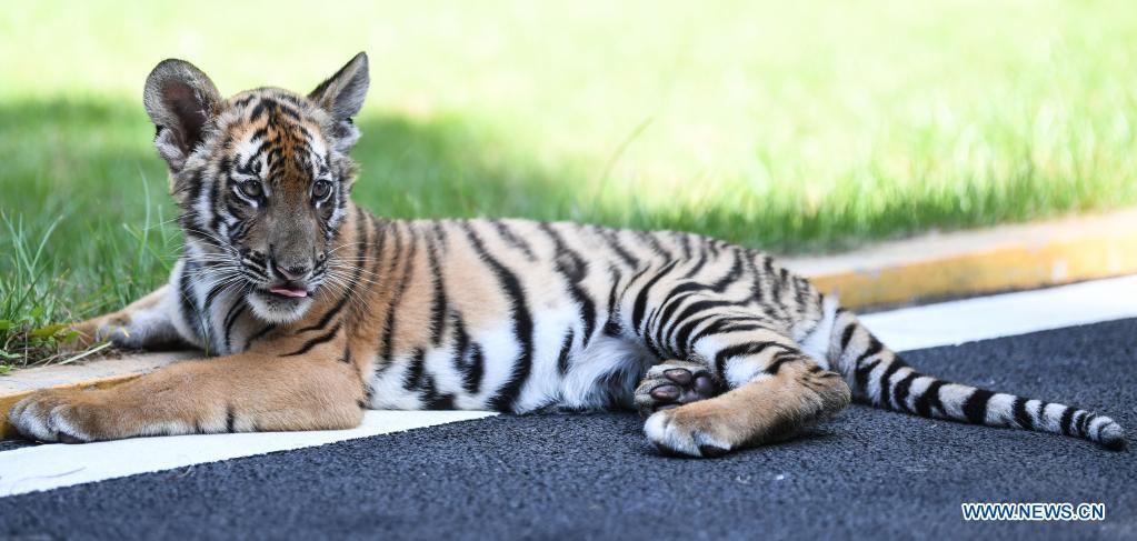 cub of south china tiger seen at research base in guangdong