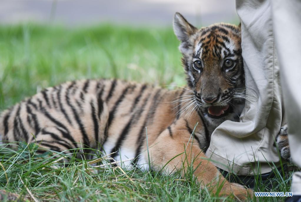 cubofsouthchinatigerseenatresearchbaseinguangdong