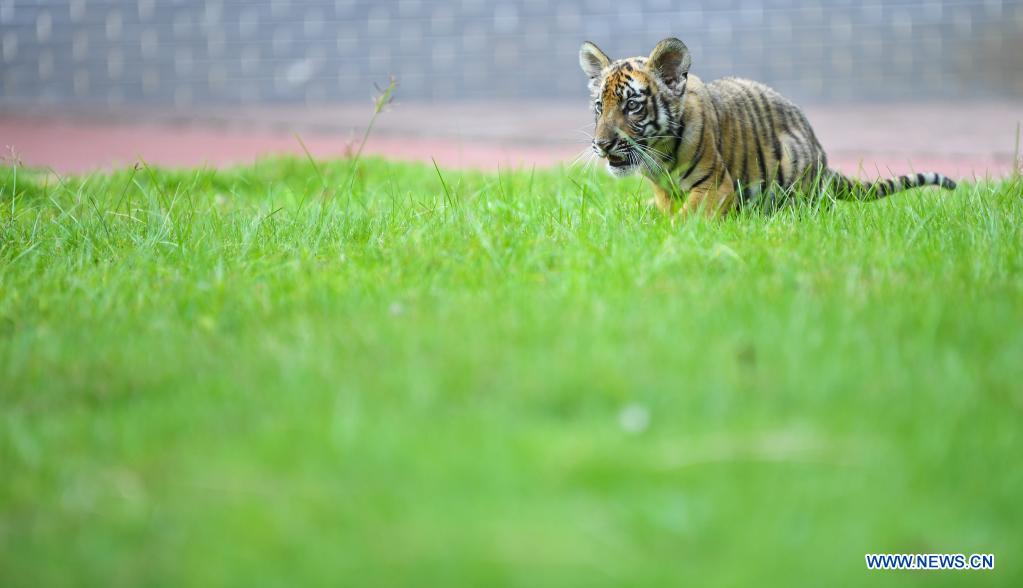 cubofsouthchinatigerseenatresearchbaseinguangdong