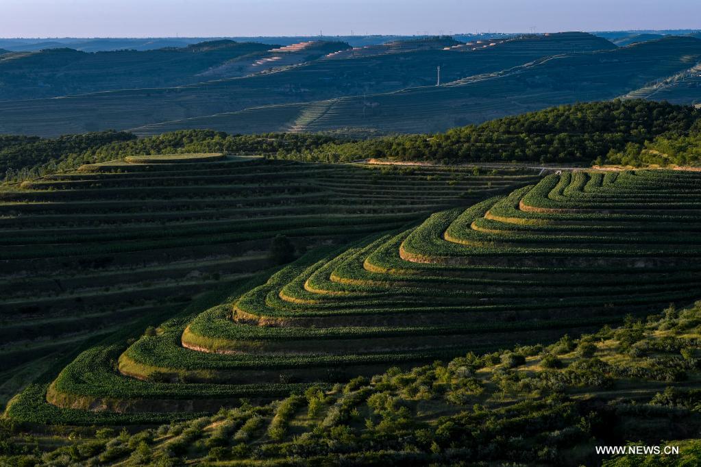 in pics: terraced fields in pengyang county, chinas ningxia