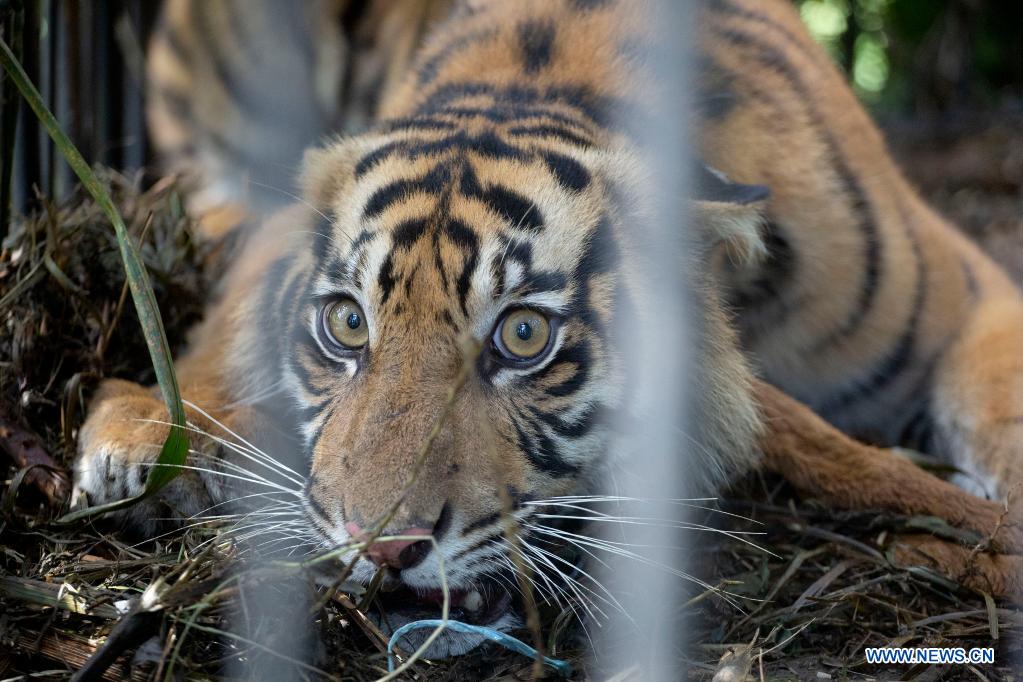 wild sumatran tiger seen at palm plantation in west sumatra