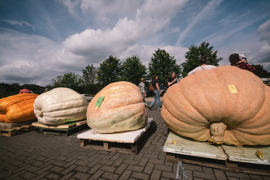 giant pumpkins exhibited at traditional festival in germany