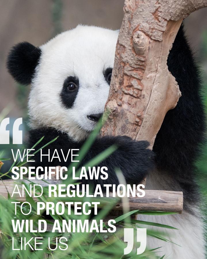 (Posters) China's efforts on boosting biodiversity: Giant pandas have ...