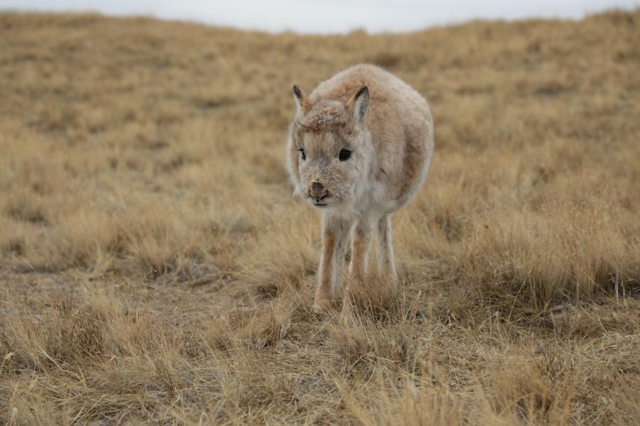 globalink | tibetan antelopes kindergarten in hoh xil