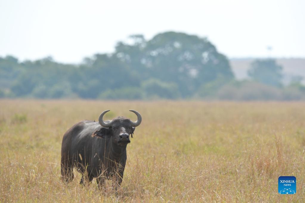 dryspellstaketollonpristinehavenforiconicwildlifespeciesinkenya