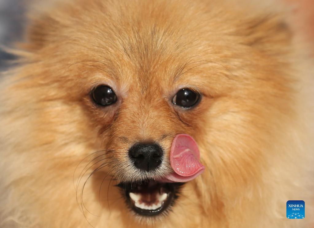 dogshowheldinamritsarofindiasnorthernstateofpunjab