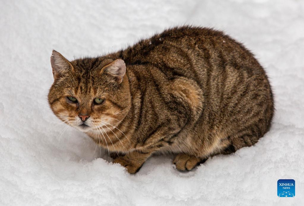 snow hits riga, latvia