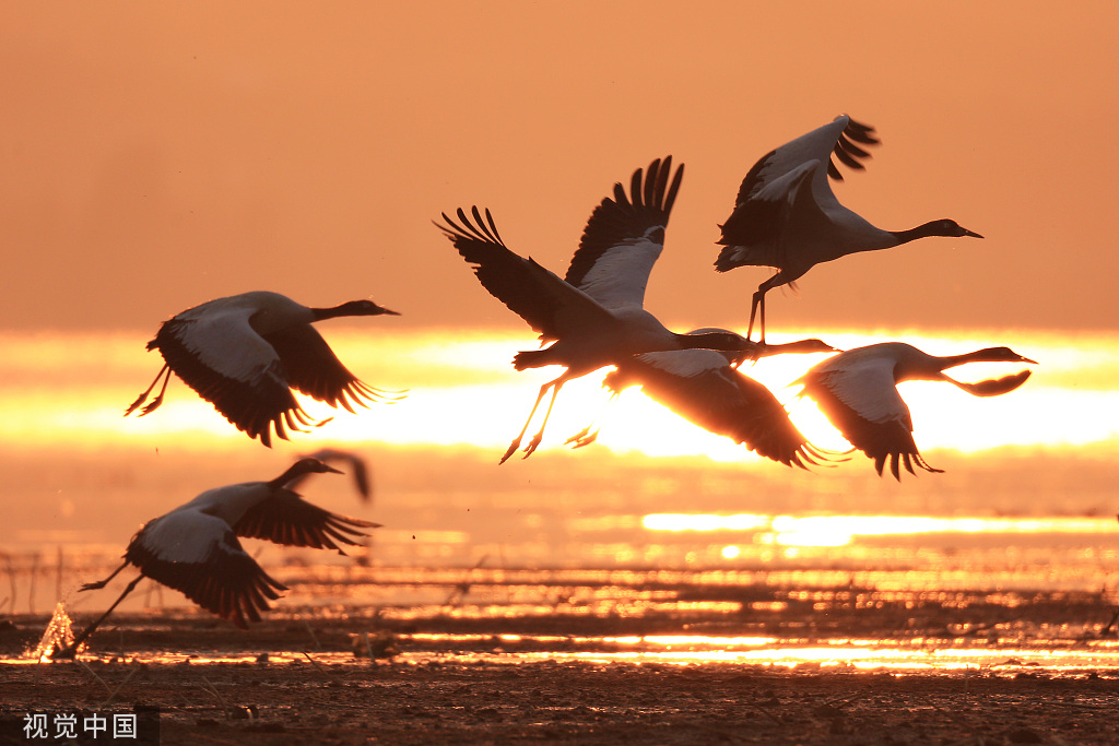migratory birds fly over caohai national nature reserve in sw