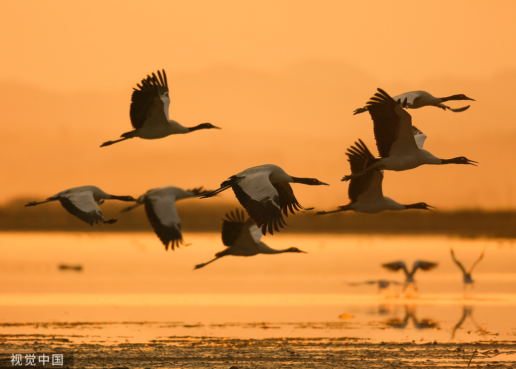 migratory birds fly over caohai national nature reserve in sw