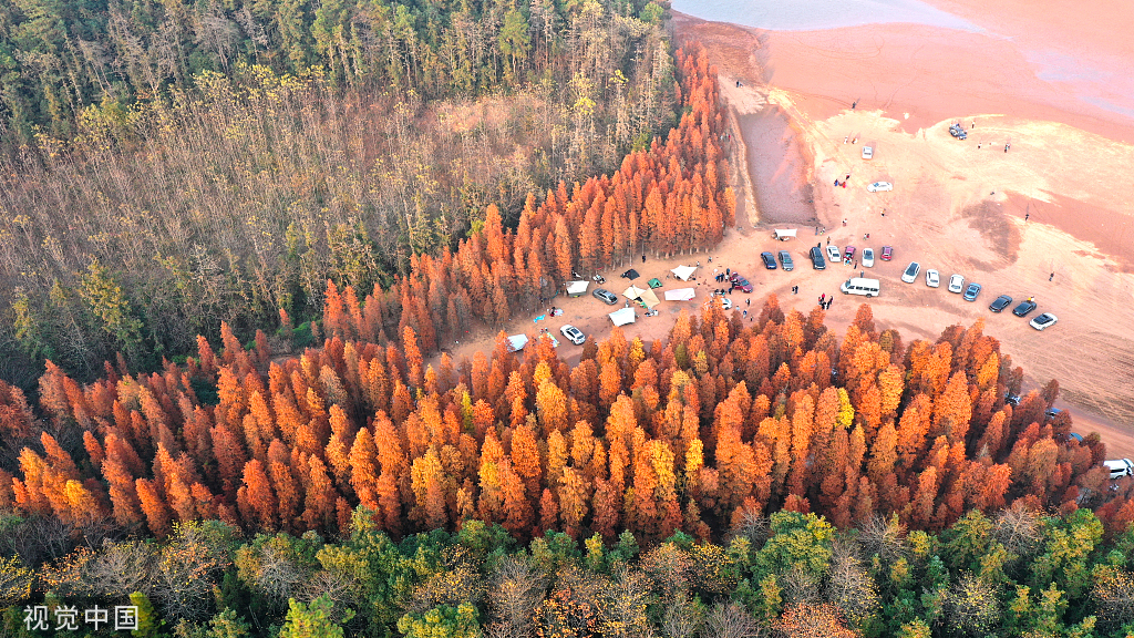 beautiful dawn redwood forest in nanchang, e china