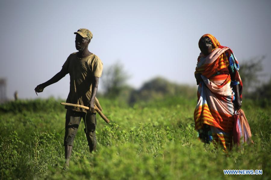 farmer opens furrow in field with ox-drawn plough in khartoum