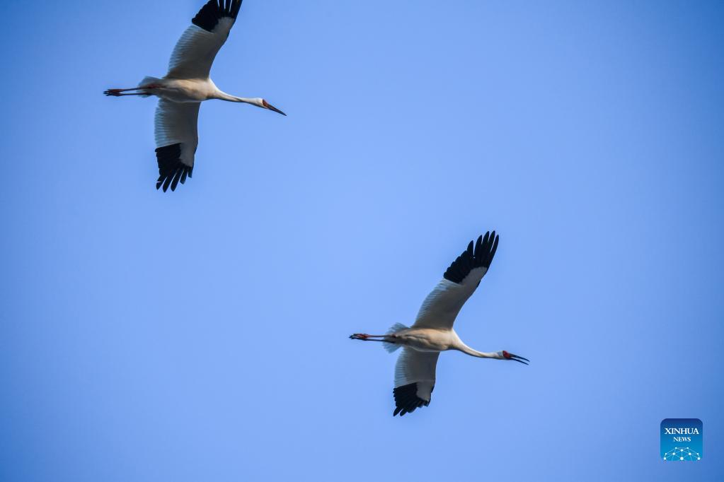migrantbirdsflyovermomogenationalnaturereserveinjilin