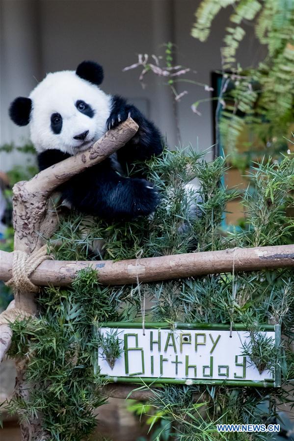 first birthday of baby giant panda celebrated in malaysia
