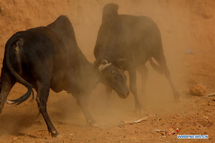 Nepal hosts ancient bull fighting to observe Maghe Sankranti festival - Xinhua | English.news.cn