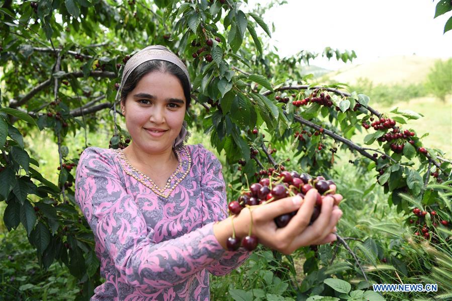 TAJIKISTAN-HISOR-CHERRY-ORCHARD